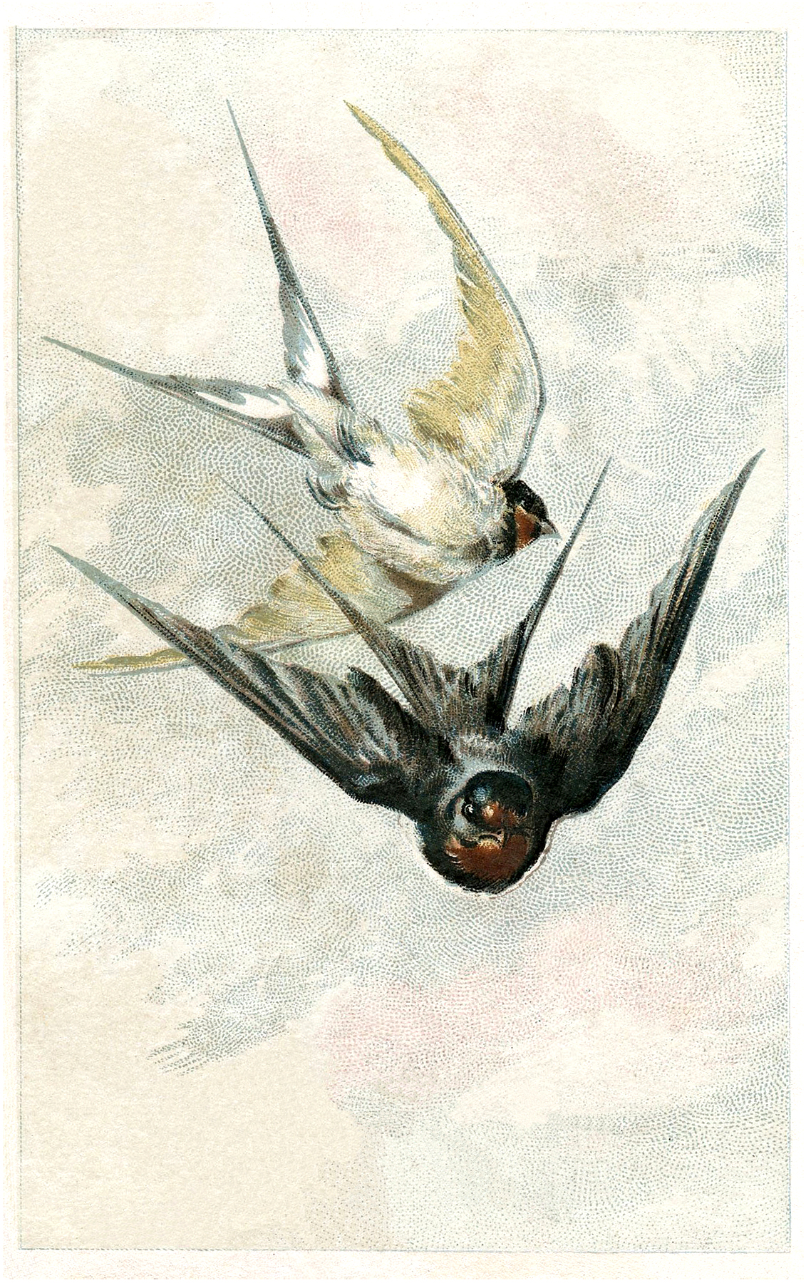 Antique Swallow 68