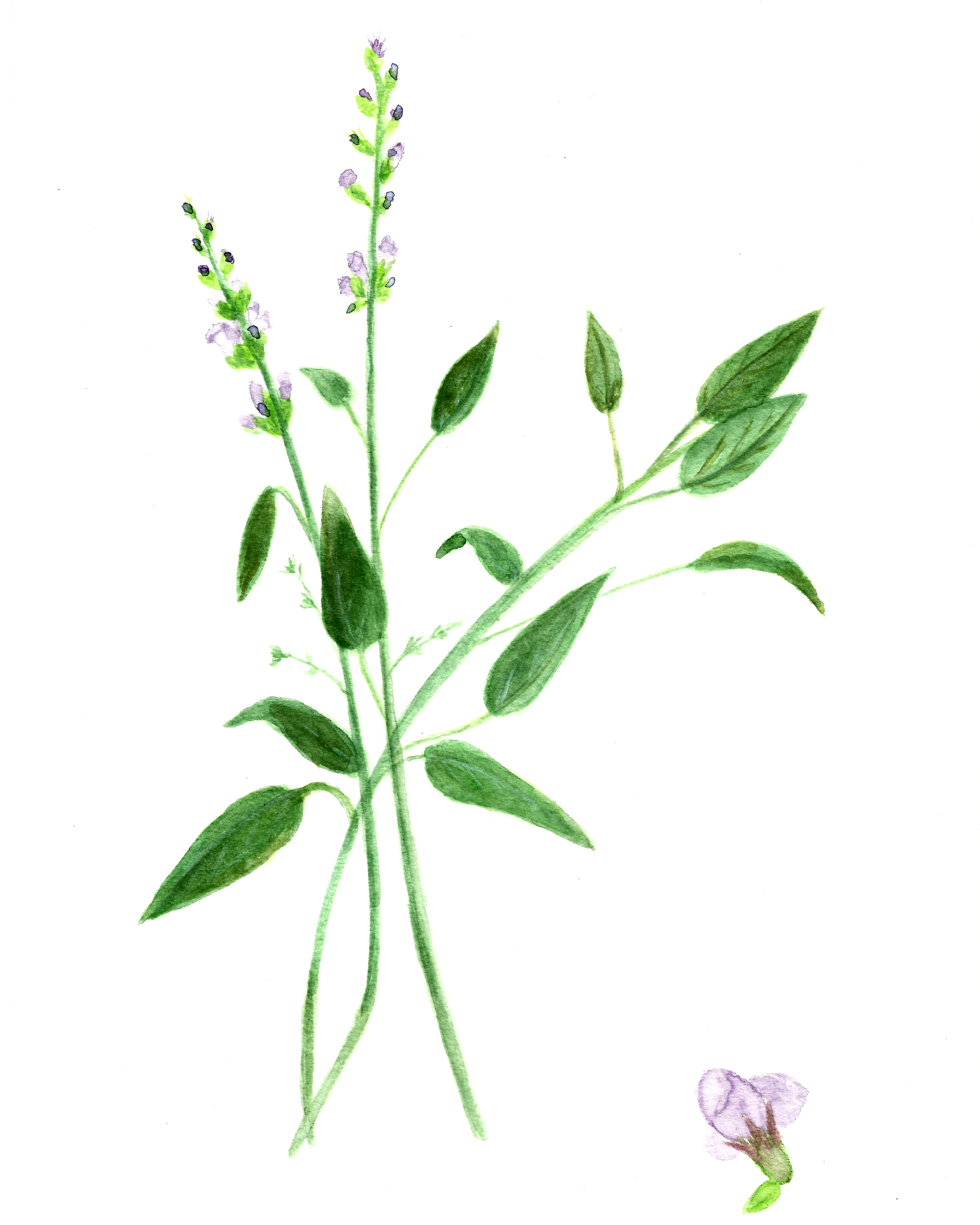 free-basil-and-sage-herb-watercolor-printables-the-graphics-fairy