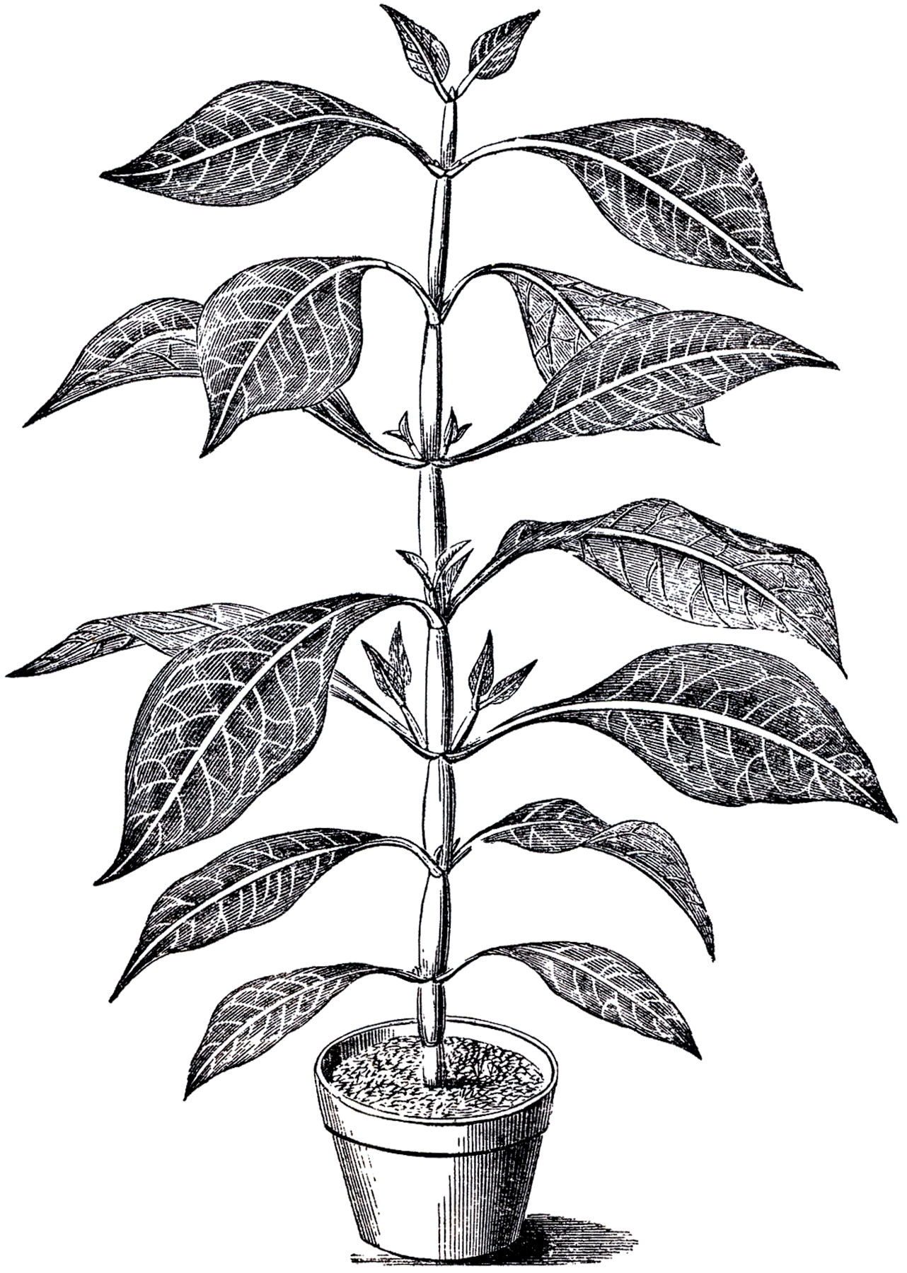 clipart plants black and white - photo #4