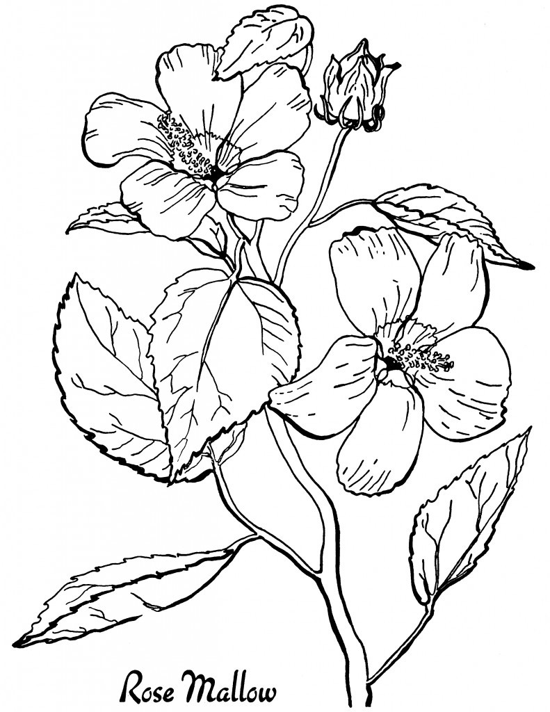 7 Floral Adult Coloring Pages - The Graphics Fairy