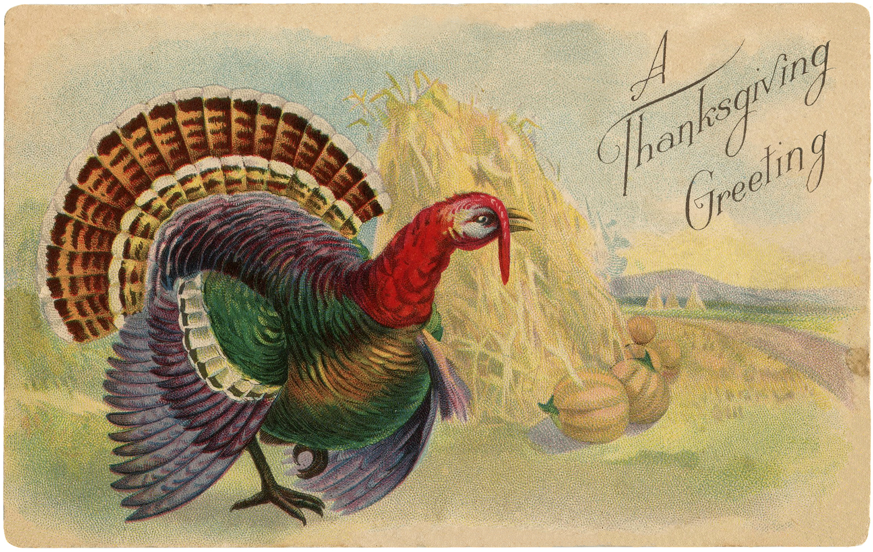 Vintage Thanksgiving Turkey Postcard - Colorful! - The ...