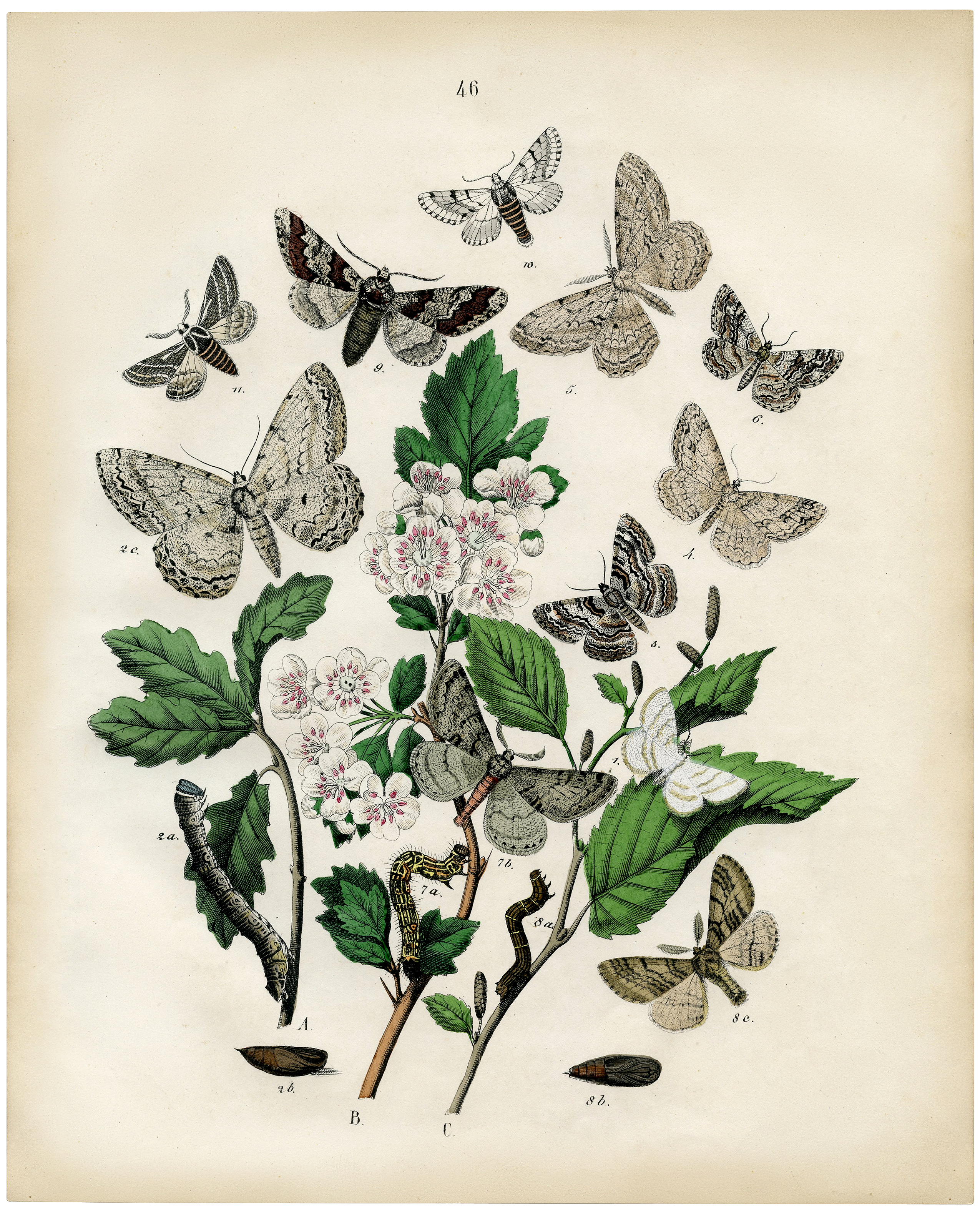 Bohemian Moths Printable Marvelous! The Graphics Fairy