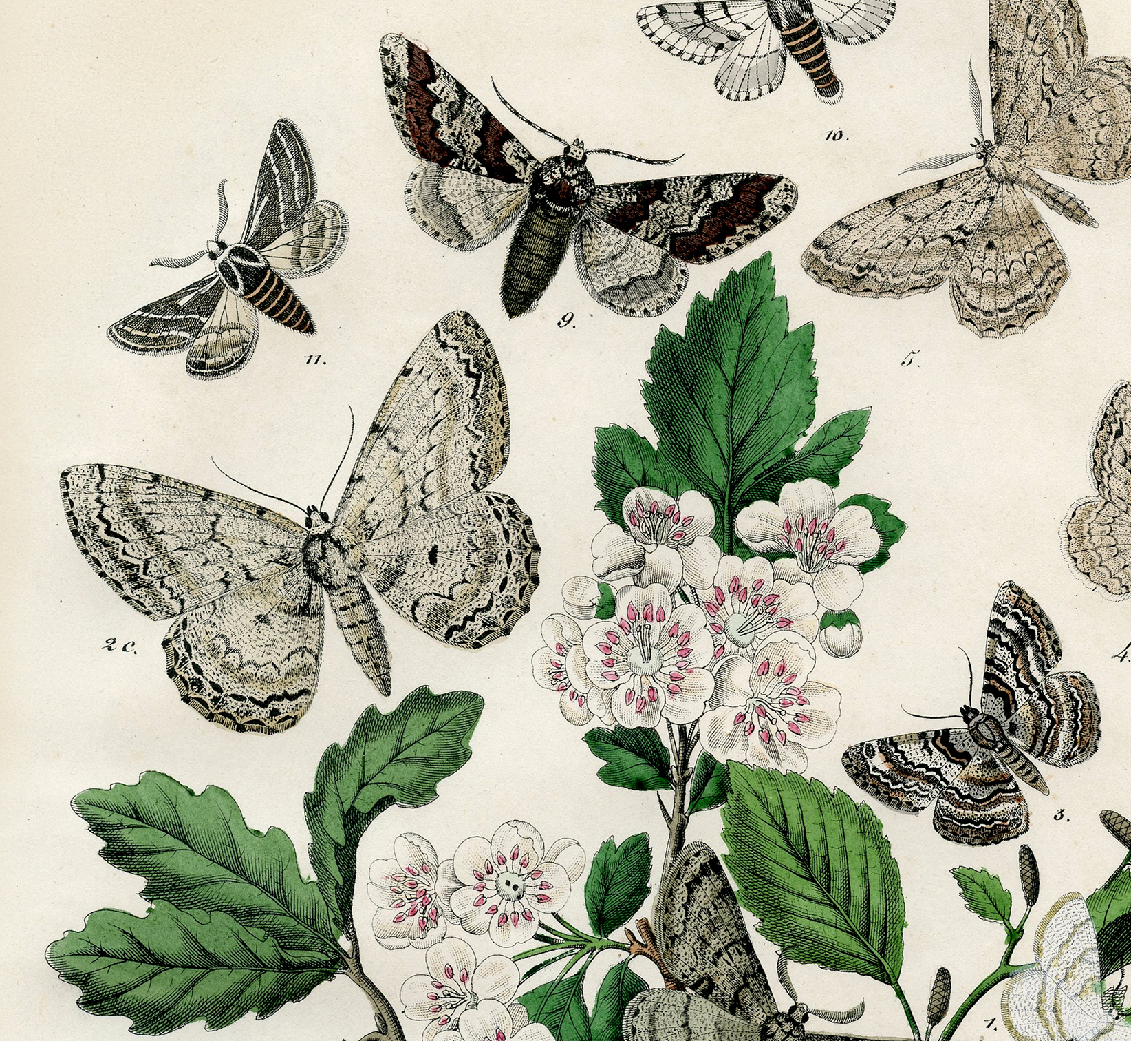 Bohemian Moths Printable - Marvelous! - The Graphics Fairy