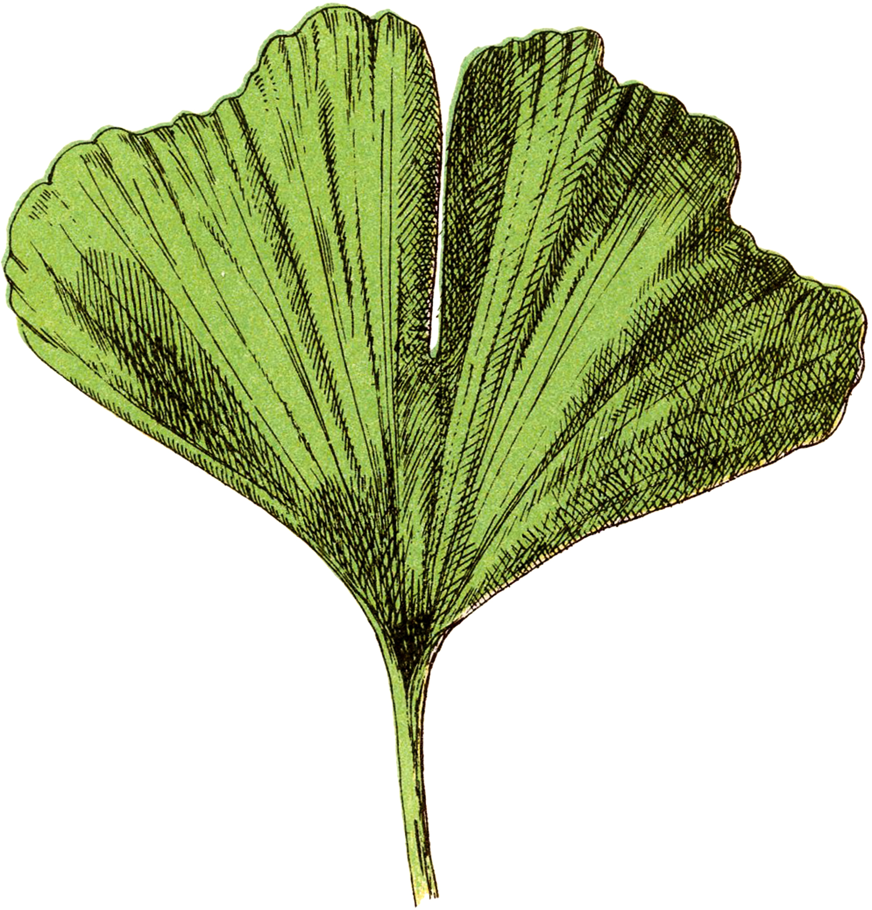 clip art ginkgo leaf - photo #45