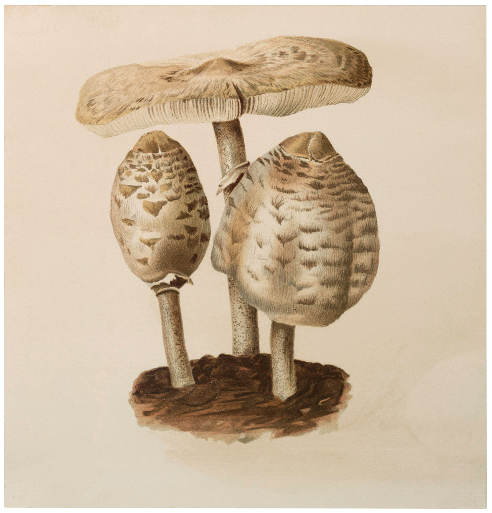 Vintage Mushrooms 51