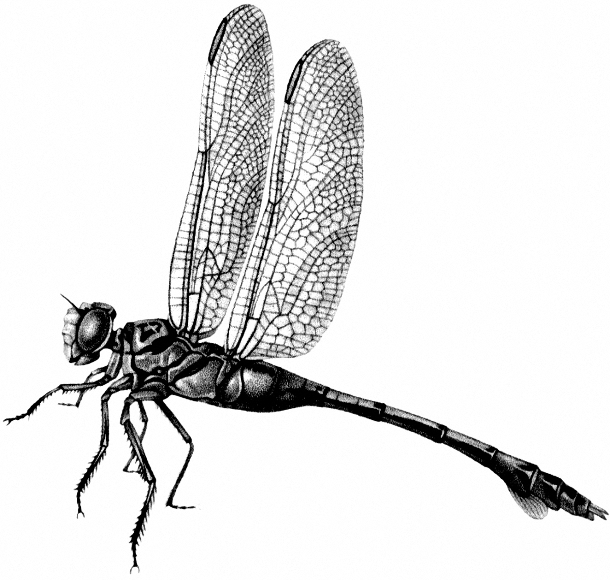 vintage-dragonfly-image-black-and-white-the-graphics-fairy