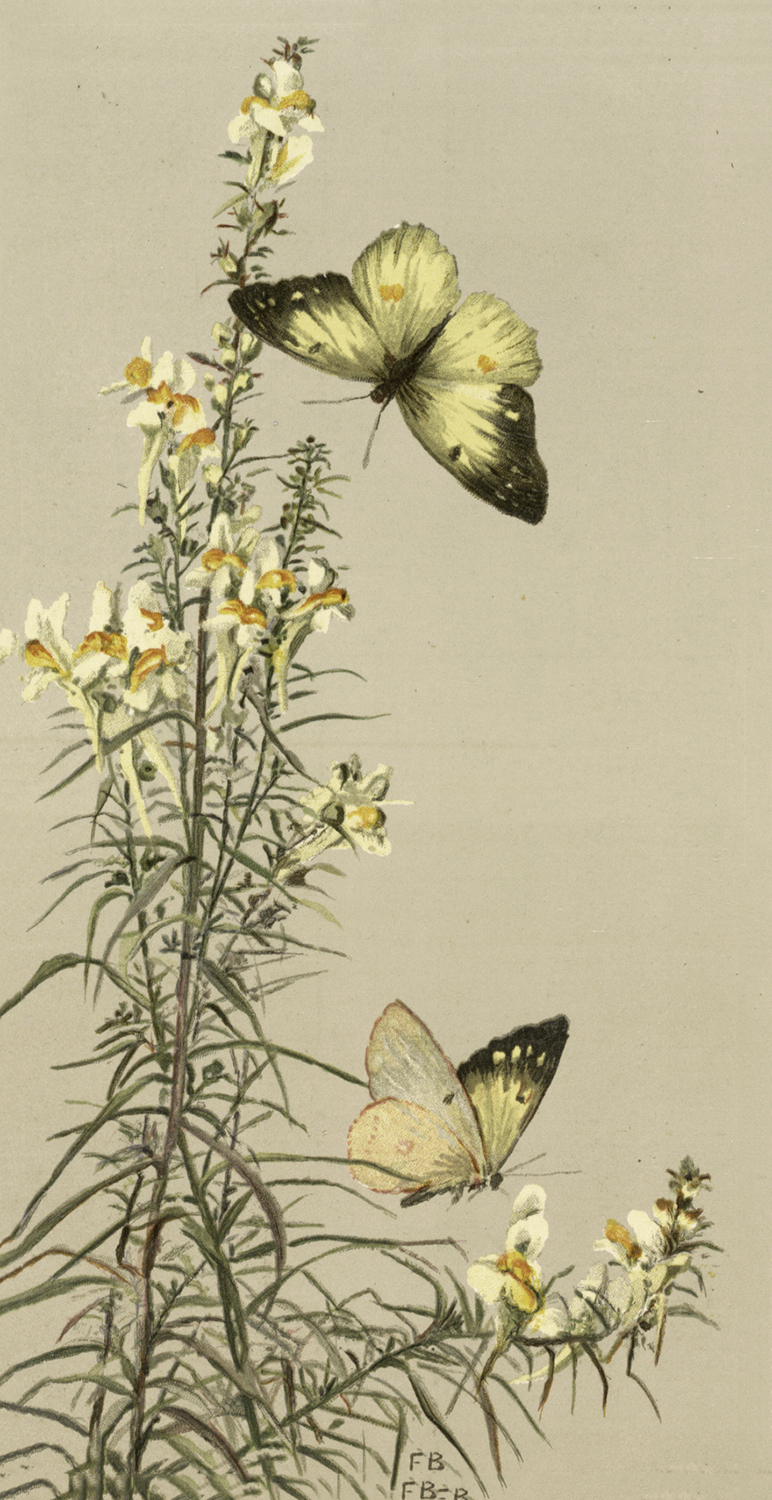 6 Beautiful Insects with Flowers Images! | Vintage flowers, Flower