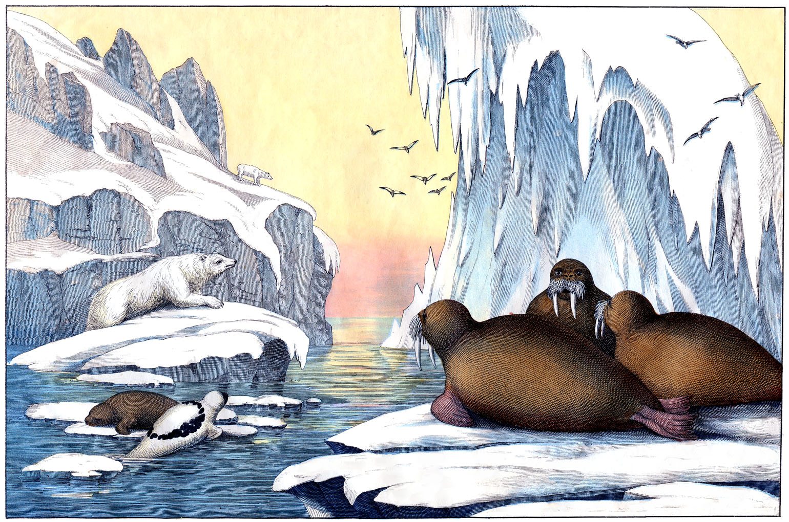 free clip art arctic animals - photo #36