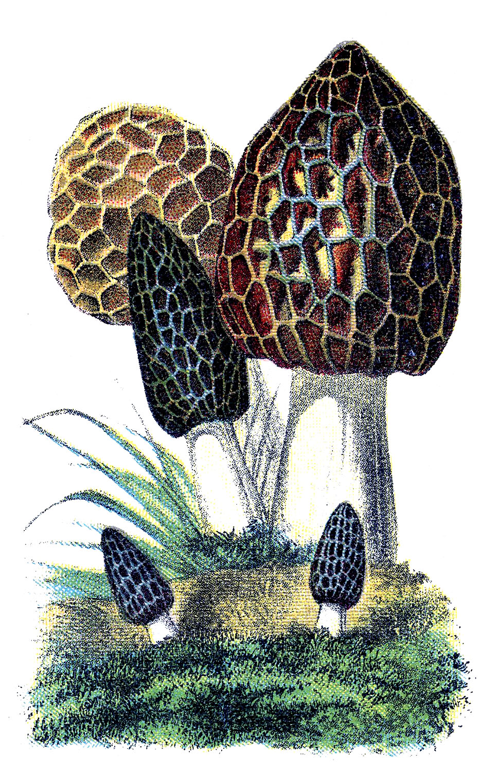 morel mushroom clip art - photo #7