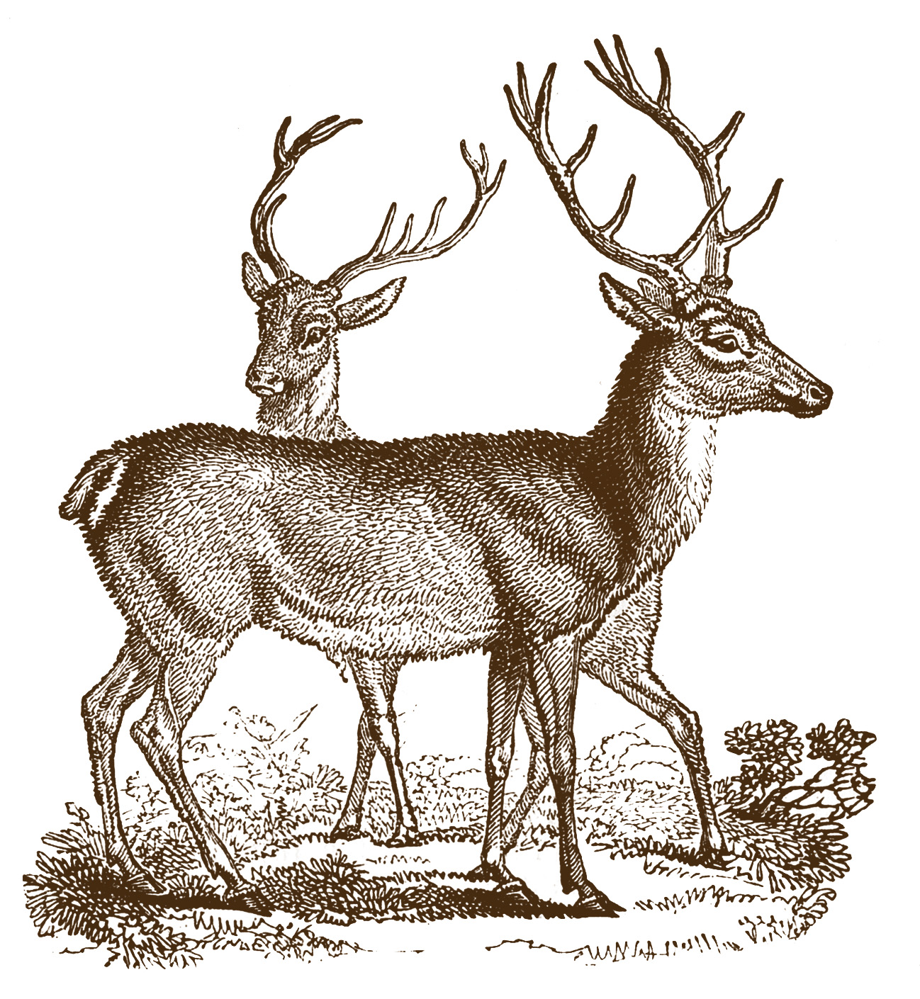 Vintage Clip Art - Lovely Deer - Christmas - The Graphics Fairy