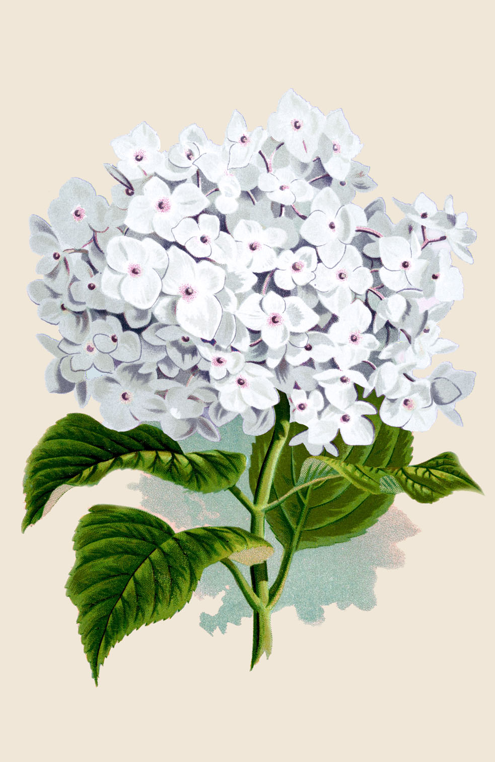 clipart black and white displaying 16 images for hydrangea clipart 