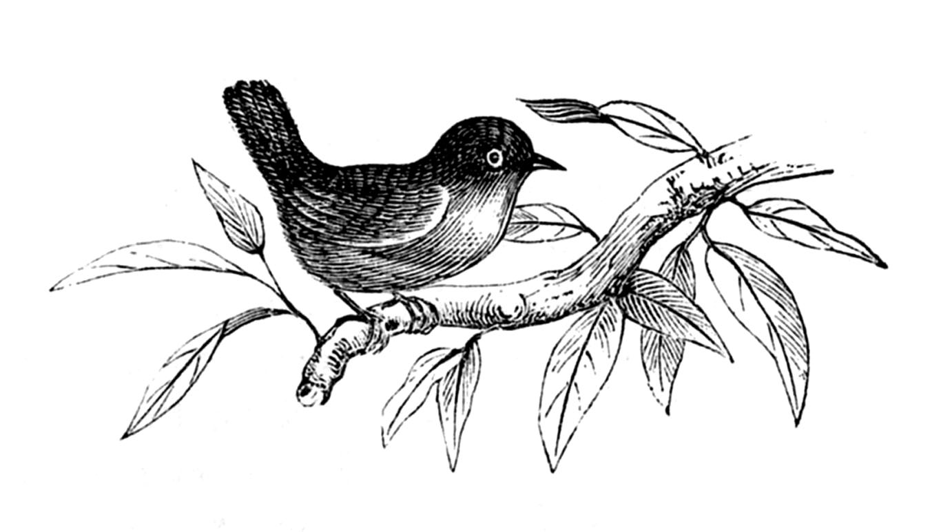 free clip art black and white birds - photo #42