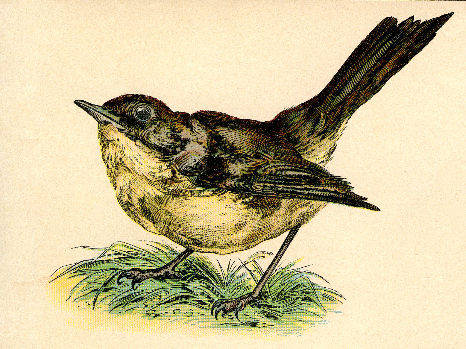 Vintage Bird Clipart 25