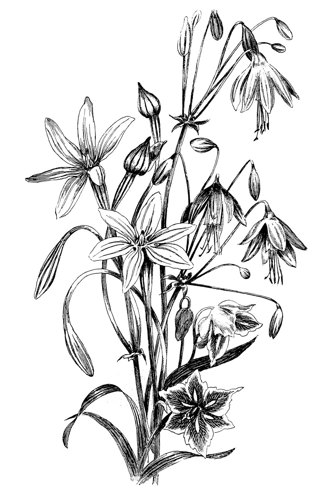 Black and White Floral Drawing The Graphics Fairy Flower drawing