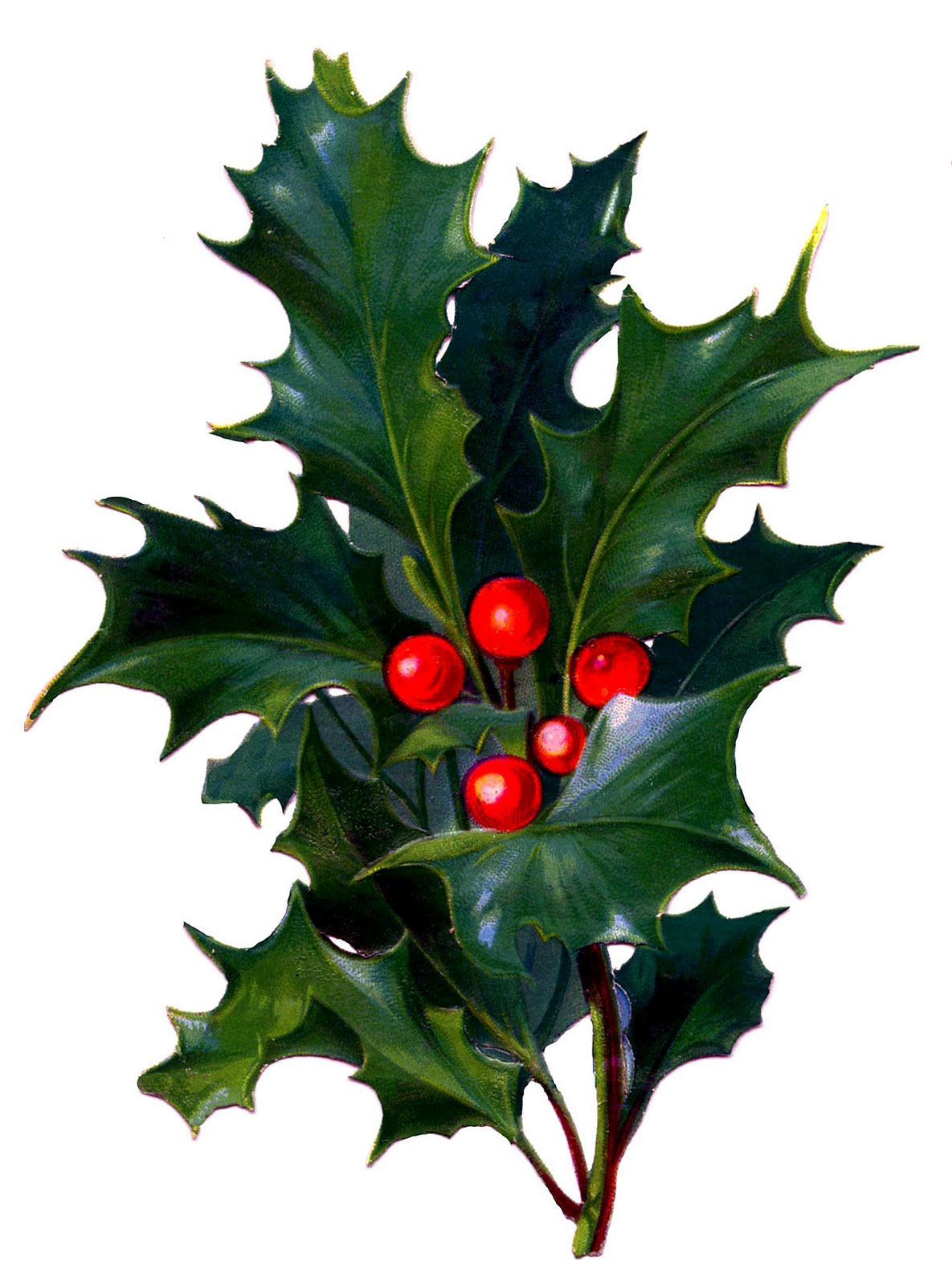 free clip art holly christmas - photo #37