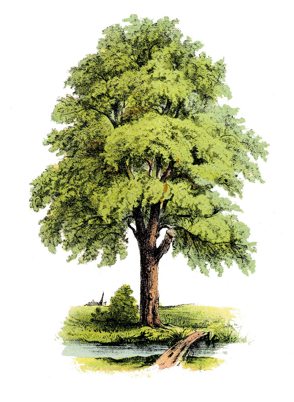 Antique Clip Art Image - Lovely Green Tree - The Graphics Fairy