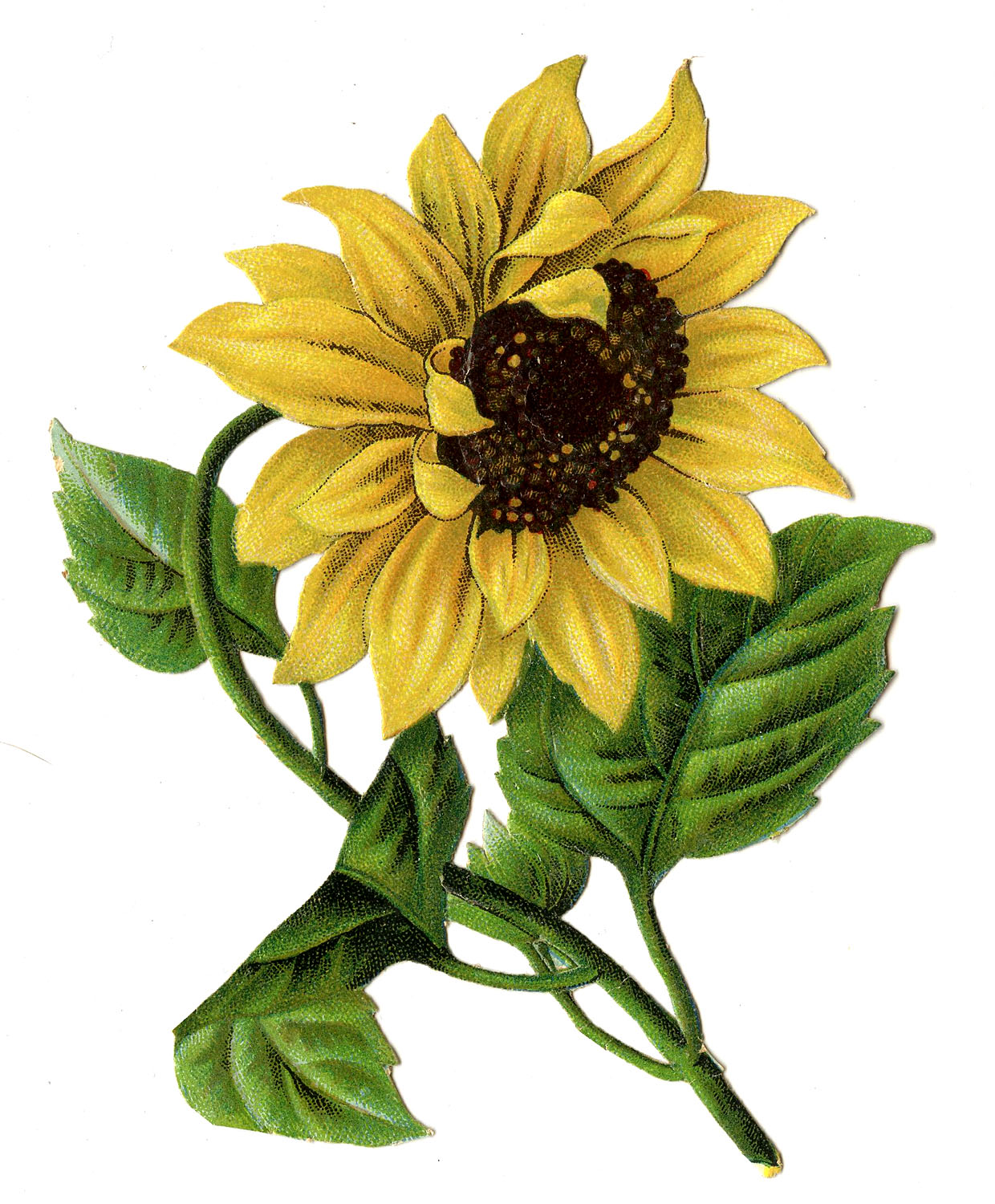 Vintage Colorful Sunflower Image