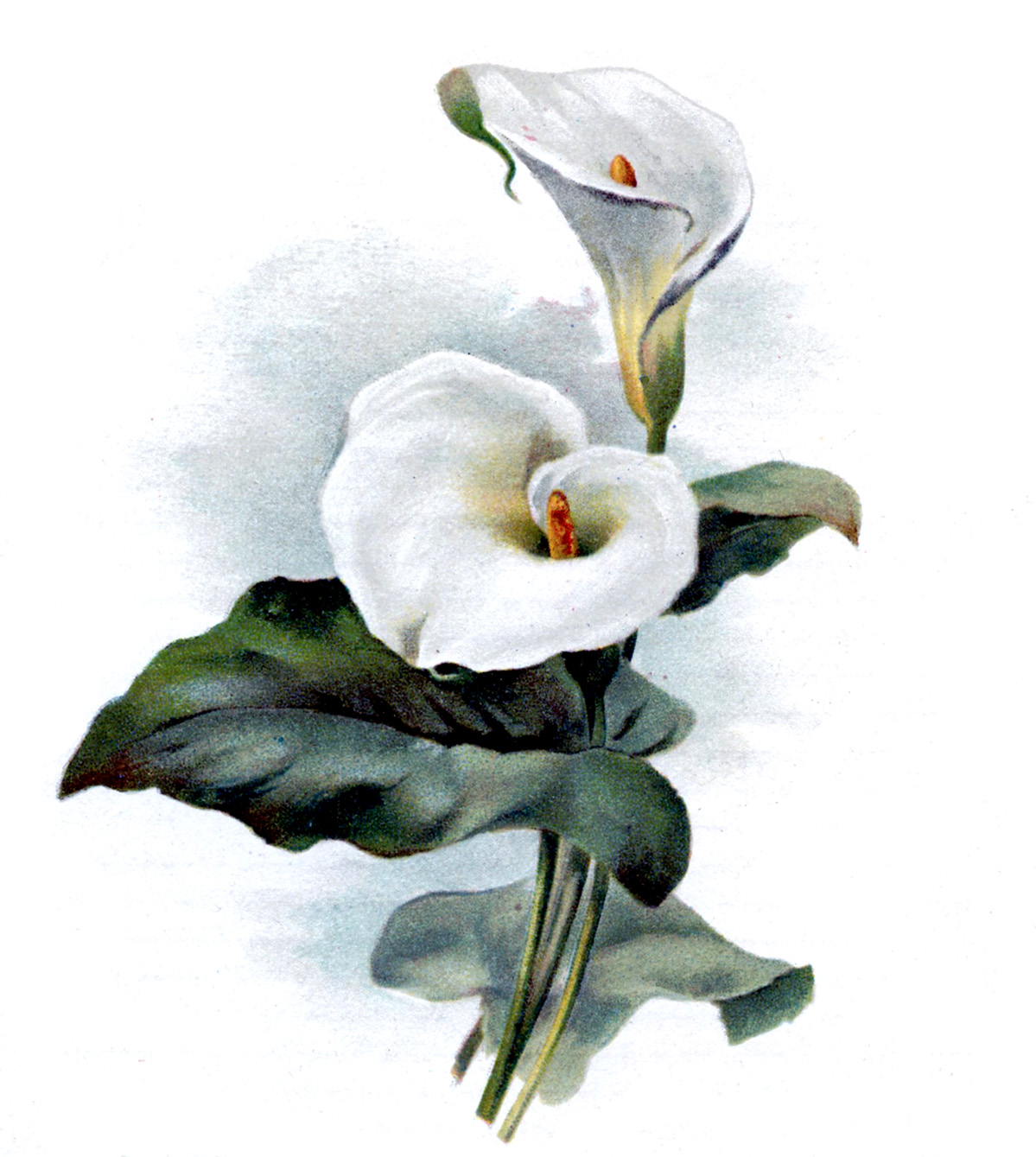 free clipart easter lilies - photo #34