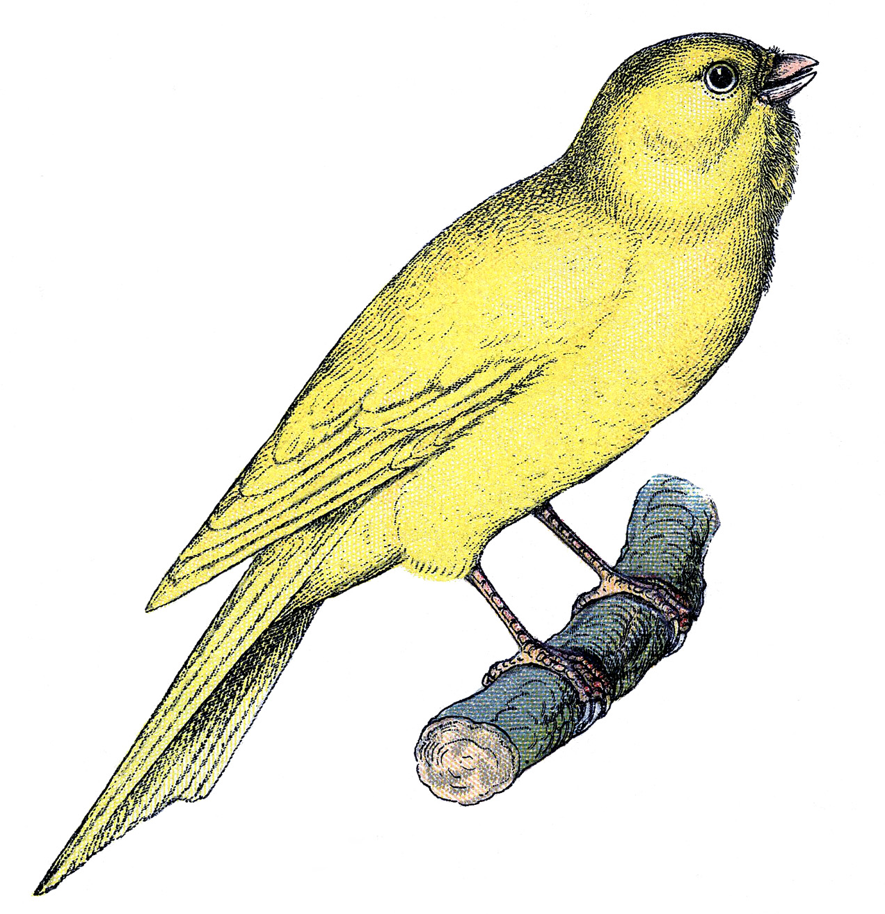 yellow bird clipart - photo #44