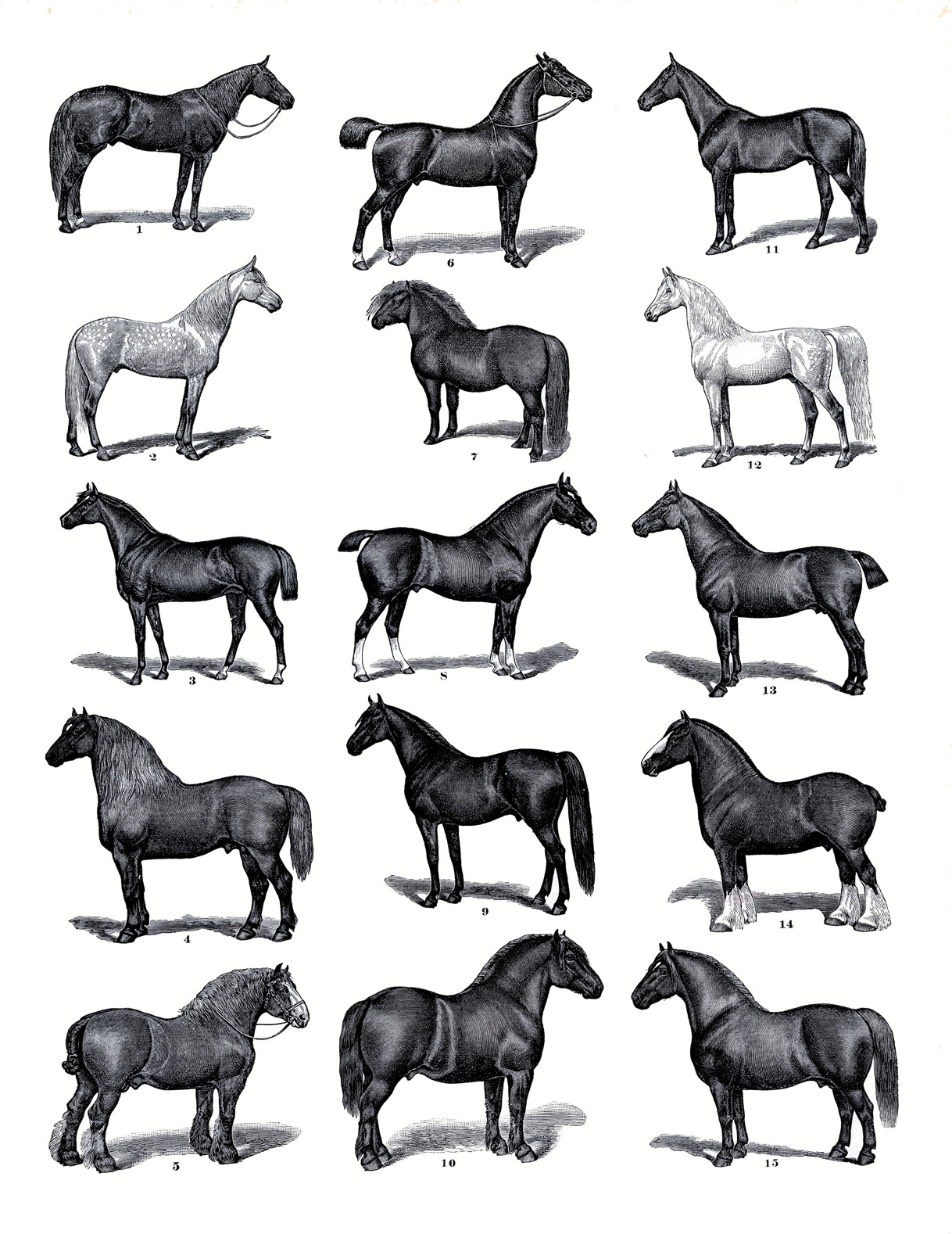 Instant Art Printable Horses The Graphics Fairy