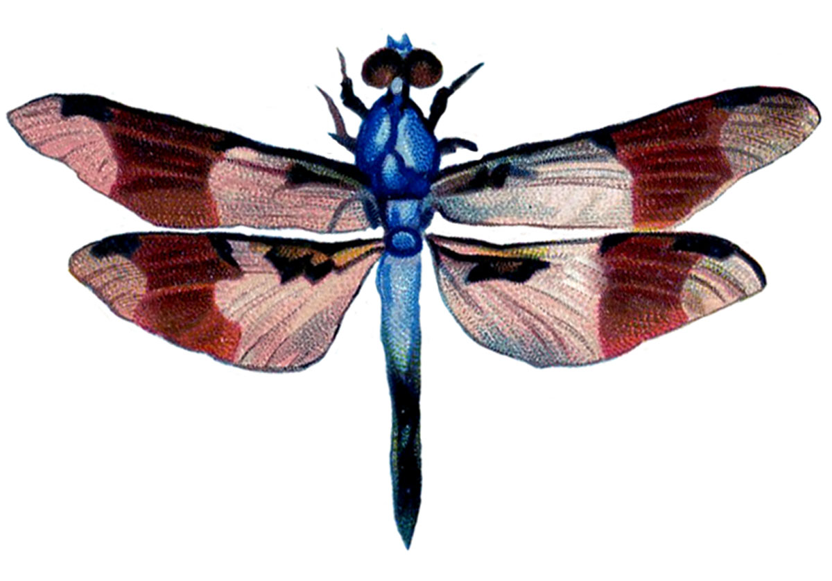 clipart dragonfly - photo #19