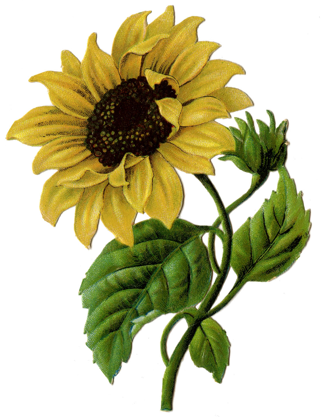 Vintage Graphic Beautiful Sunflower #2 The Graphics Fairy