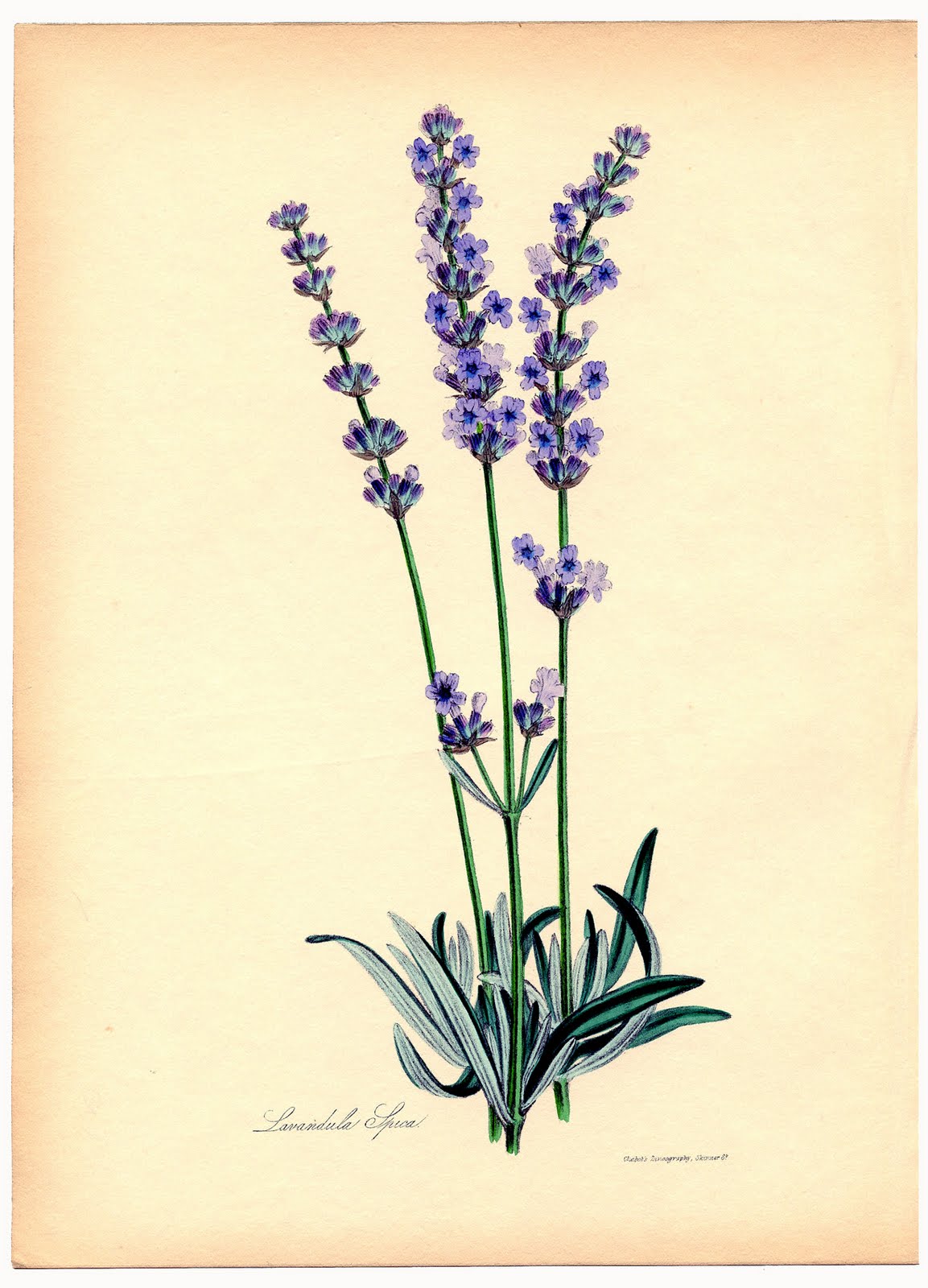 Instant Art Printable - Superb Lavender Botanical - The Graphics Fairy