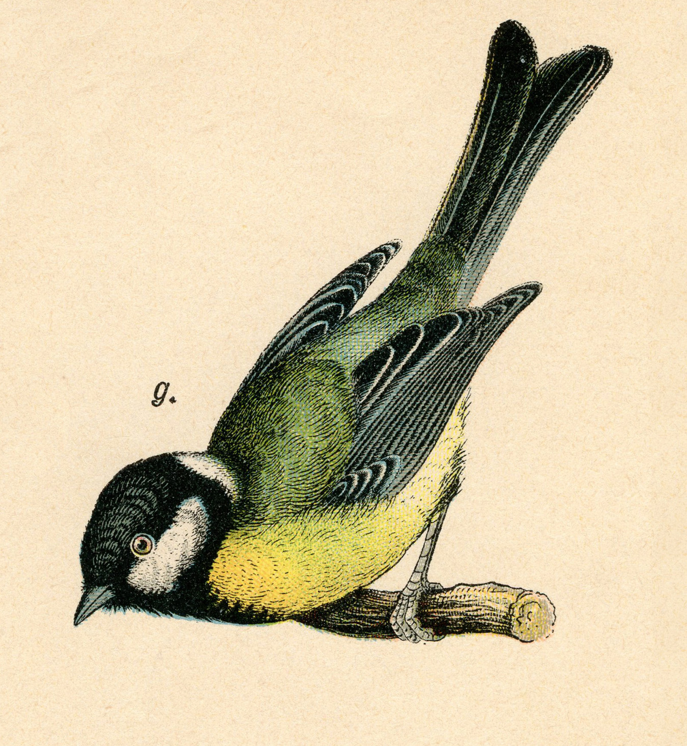 Vintage Bird Clipart 53