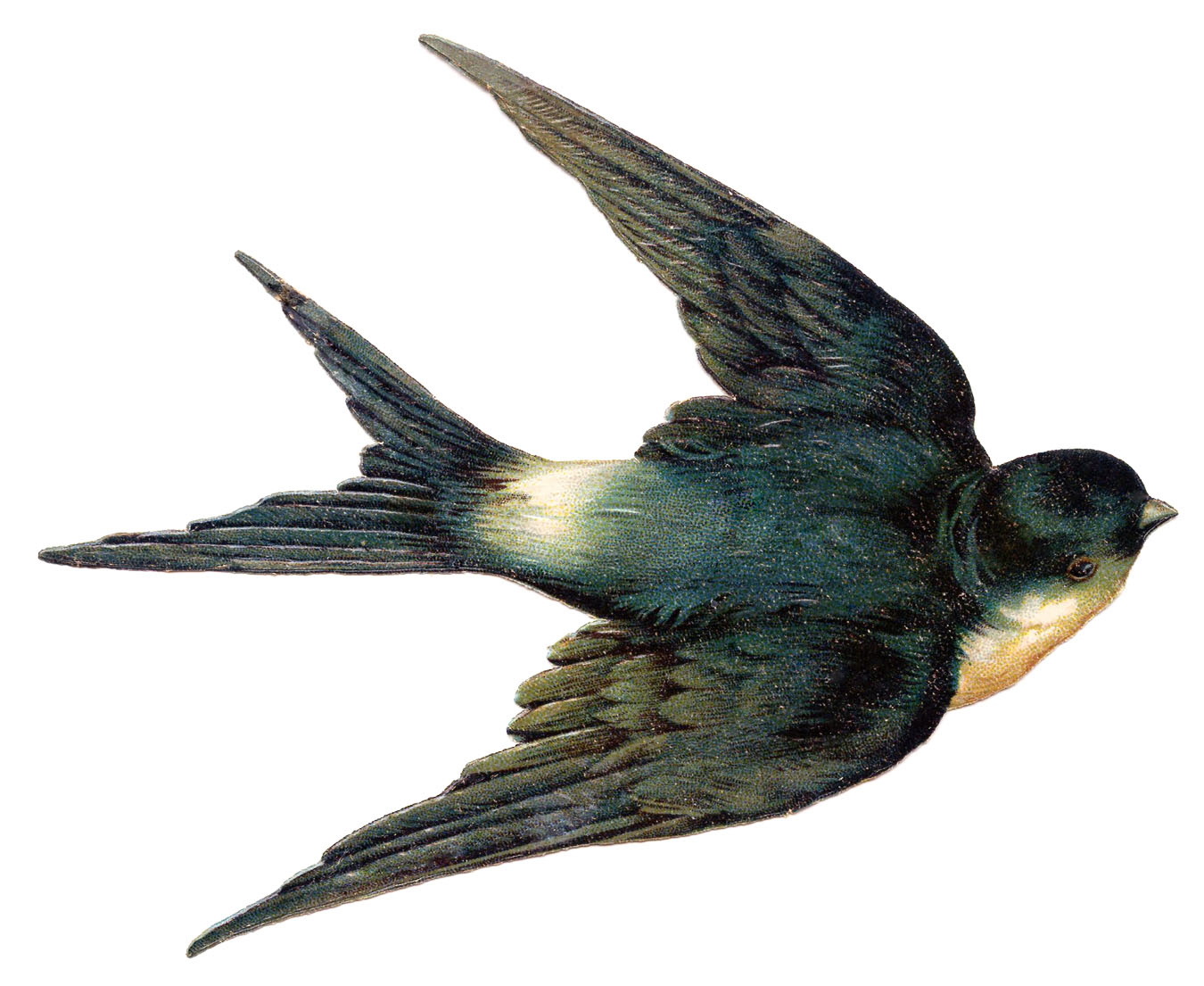 Picture Of A Swallow Bird 74
