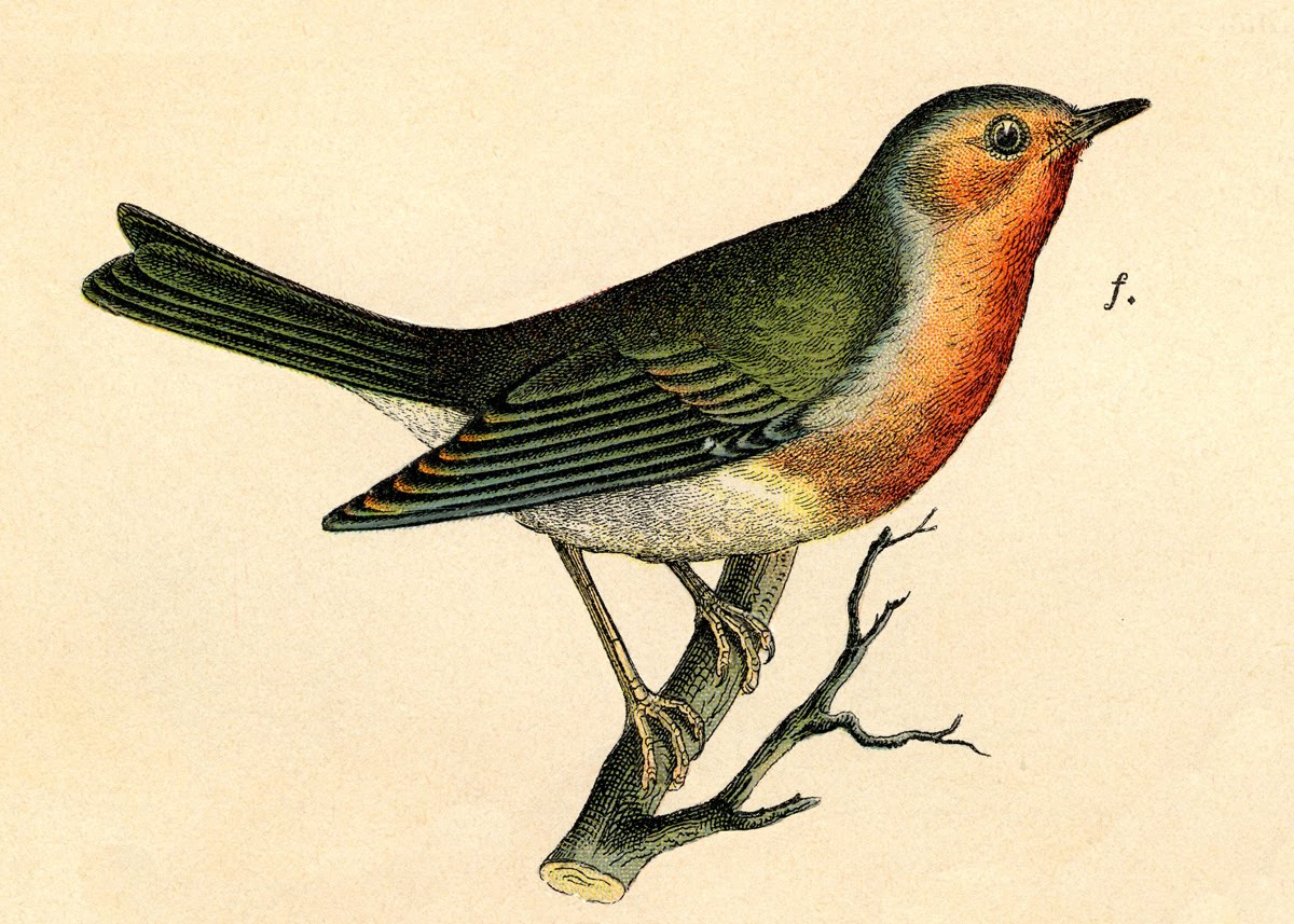 Vintage Bird Drawing 117