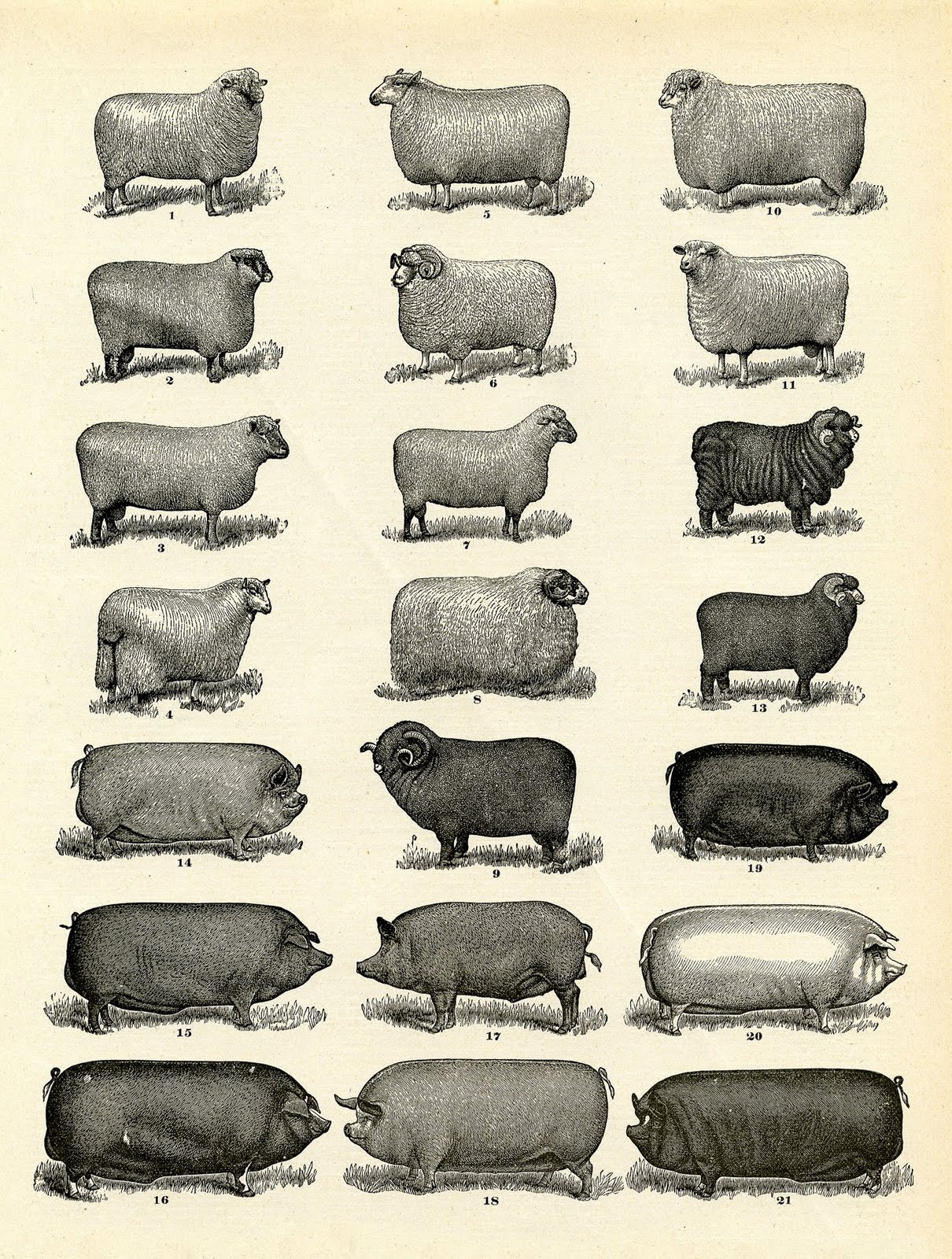 Vintage Farm Animal Graphic