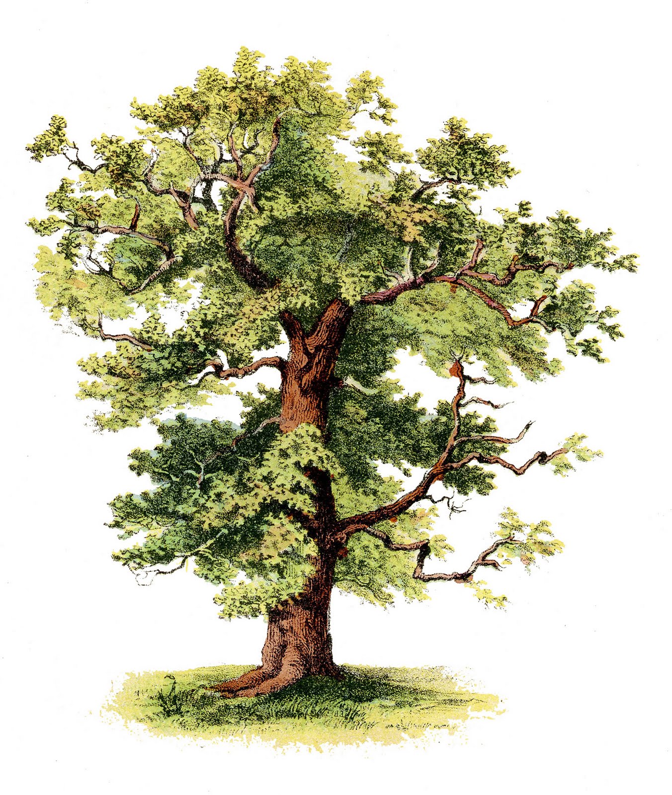 Antique Clip Art  Beautiful Tree  The Graphics Fairy