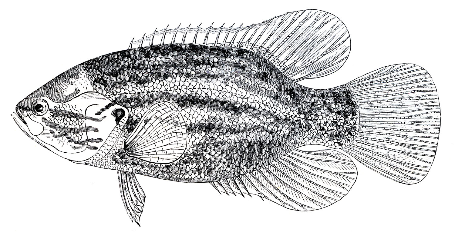 fish illustrations clip art - photo #39