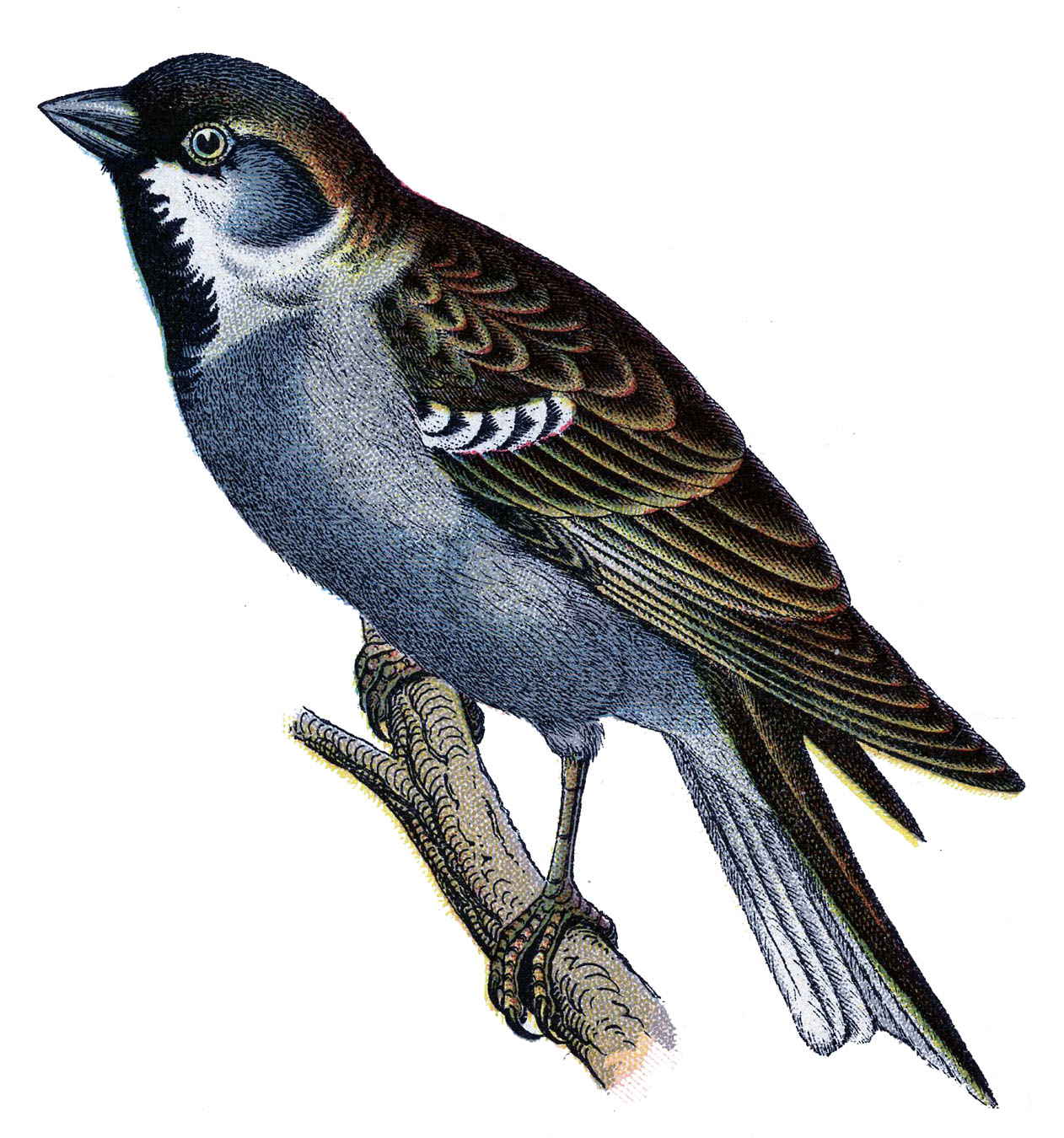 symbolism sampler motif bird