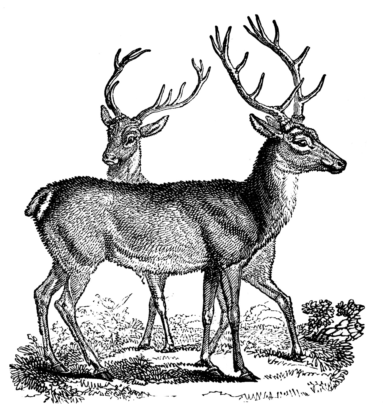 free black and white deer clipart - photo #40
