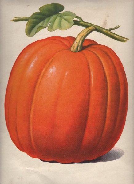 vintage pumpkin clip art - photo #4