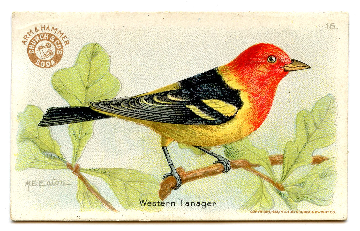free clipart of vintage birds - photo #12