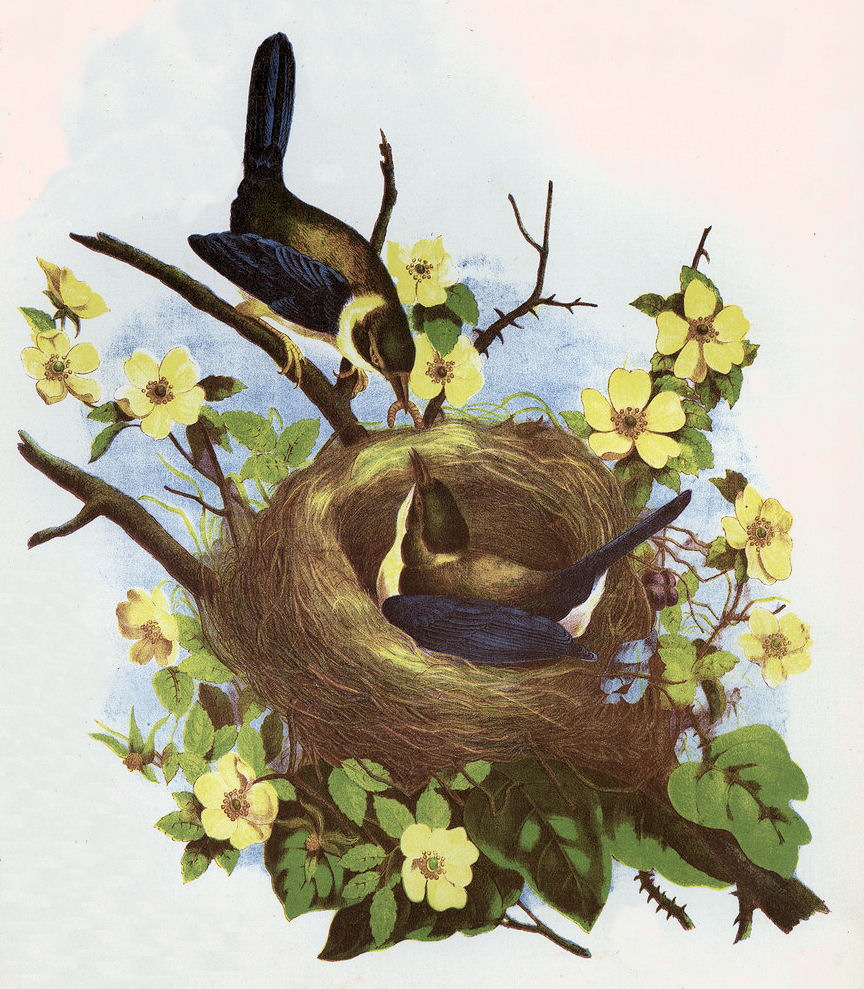 free clipart bird nest - photo #20