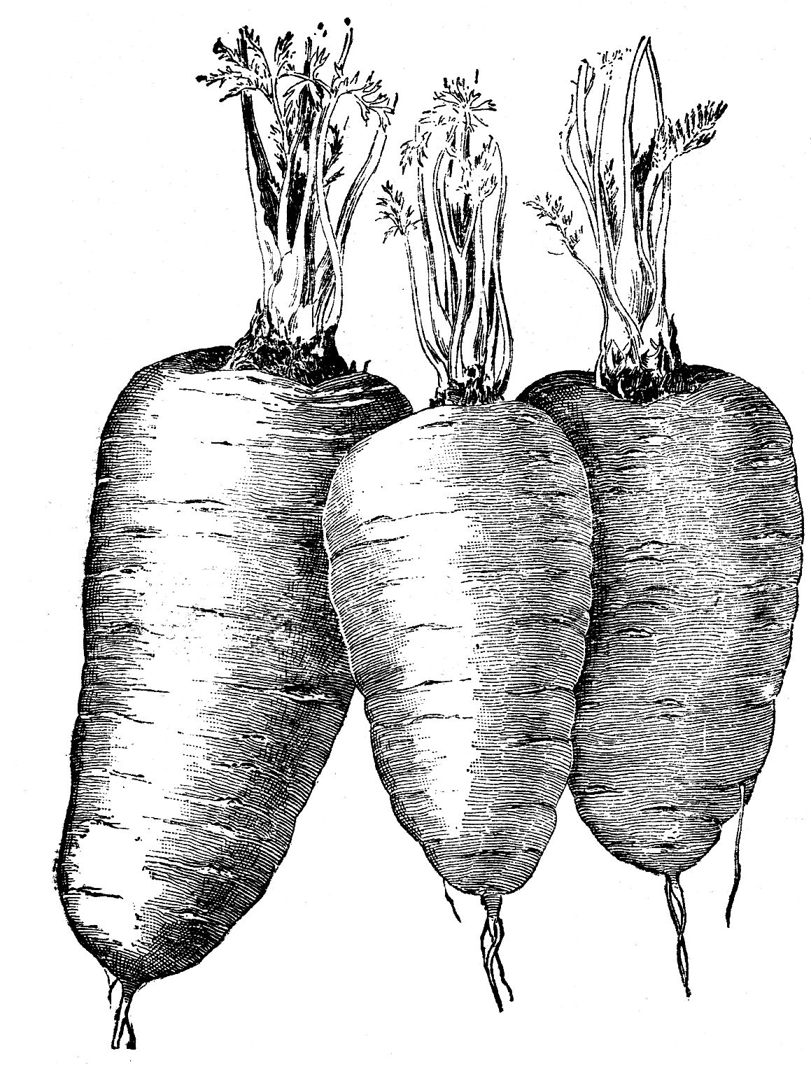 vegetables old clipart - photo #12
