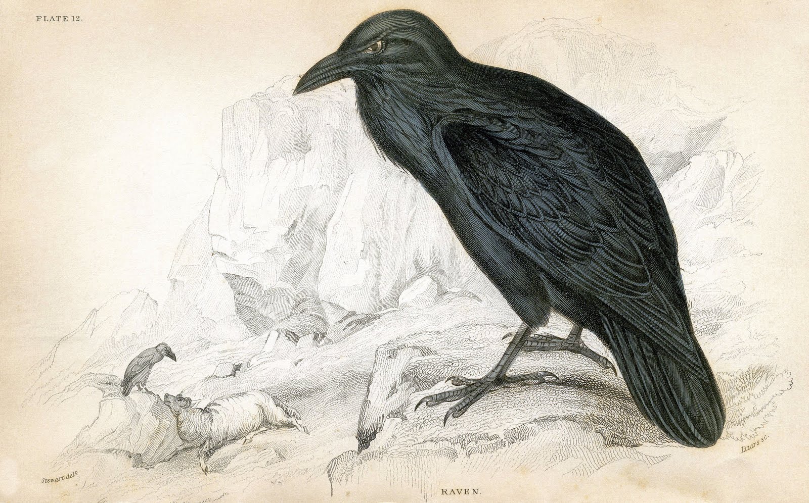 Antique Clip Art - 1830's Raven - Natural History - The Graphics Fairy