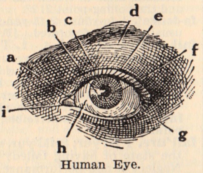 clip art of the human eye - photo #41