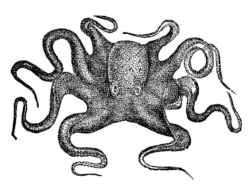 16++ Free black and white clipart octopus collection