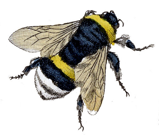 bumble bee clip art images - photo #34
