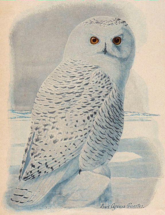 snowy owl clip art - photo #3