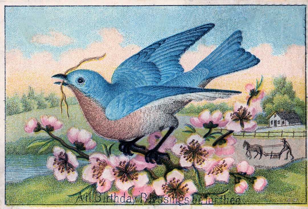 free vintage clip art birds - photo #40
