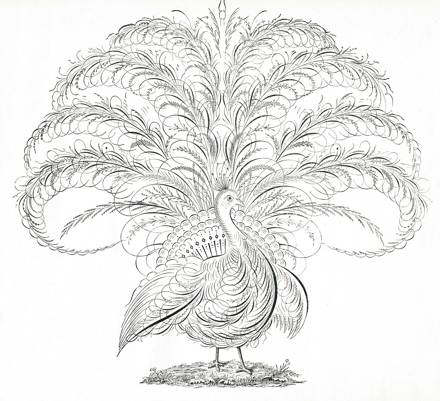 free black and white peacock clipart - photo #33