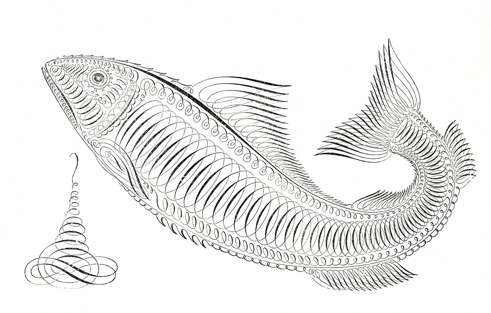 fish illustrations clip art - photo #47