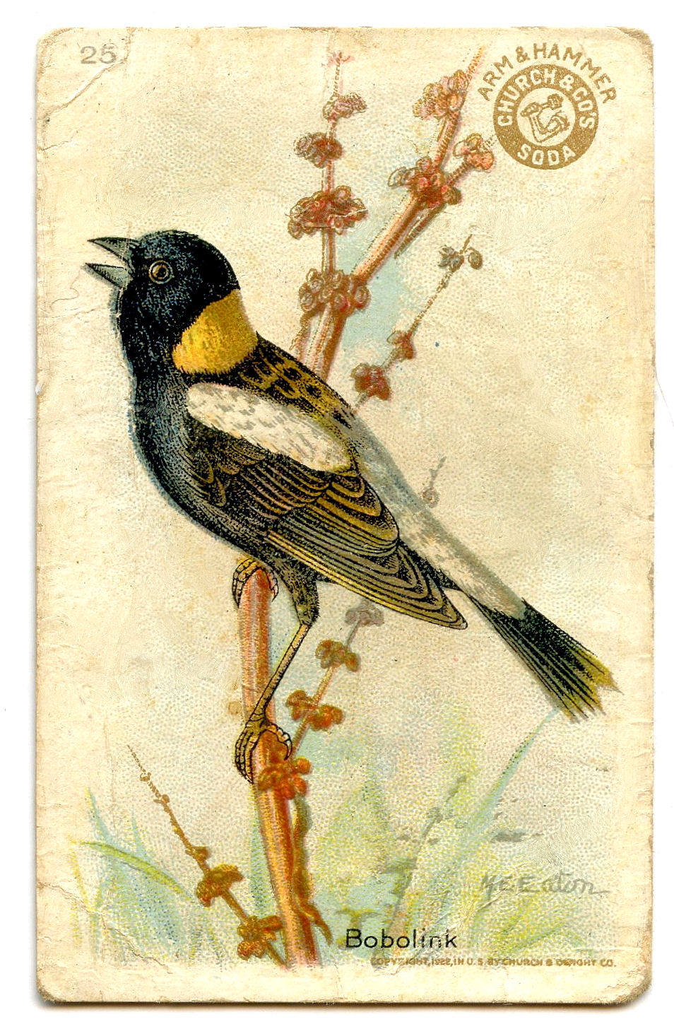 free clipart of vintage birds - photo #27