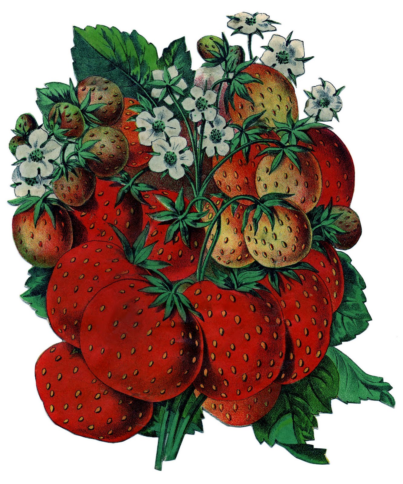 Old Seed Catalog Art - Strawberries - The Graphics Fairy