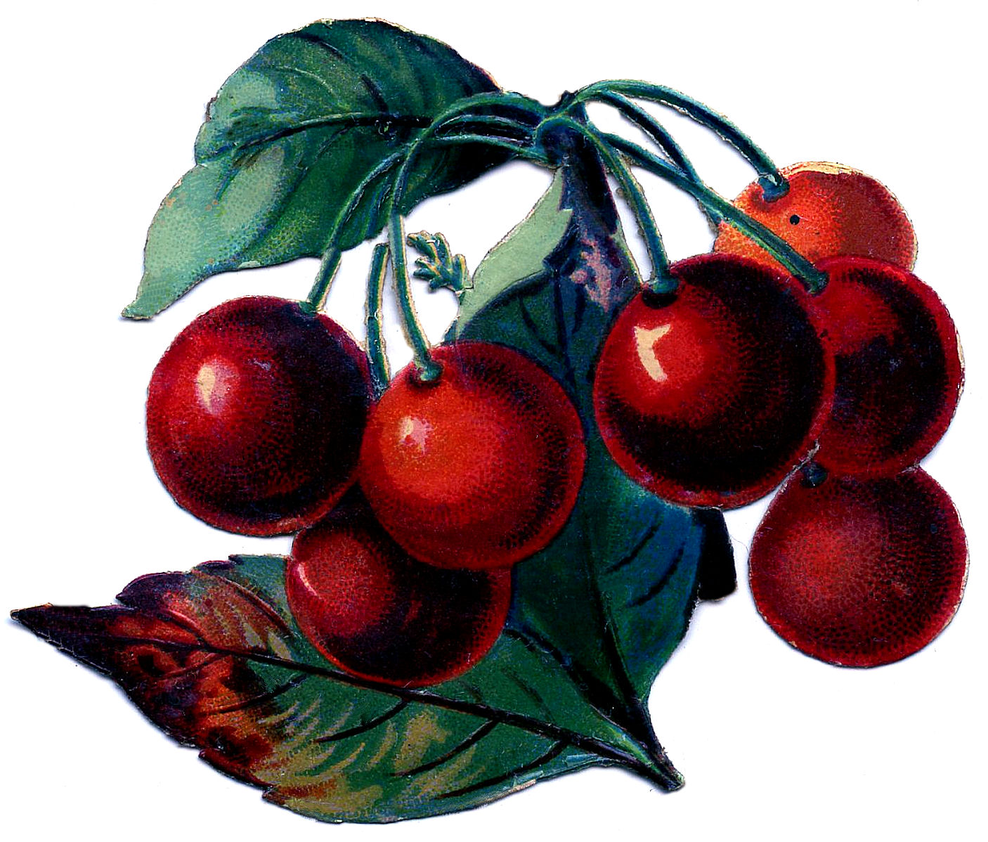 free clip art cherries fruit - photo #35
